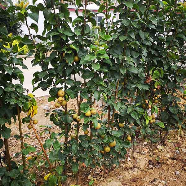 秋月梨樹苗哪里有 秋月梨樹苗的價格是多少(圖3) 秋月梨樹苗哪里有 秋月梨樹苗的價格是多少(圖3)