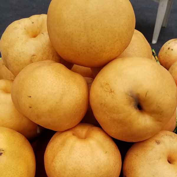 秋月梨樹苗的基地在哪里 秋月梨樹苗的價格