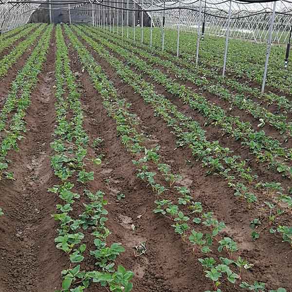 妙香七號草莓苗(圖3) 妙香七號草莓苗(圖3)