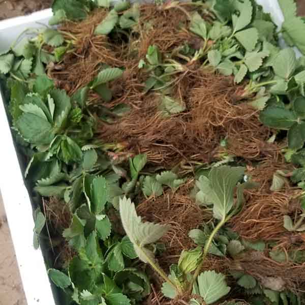 妙香七號草莓苗(圖4) 妙香七號草莓苗(圖4)