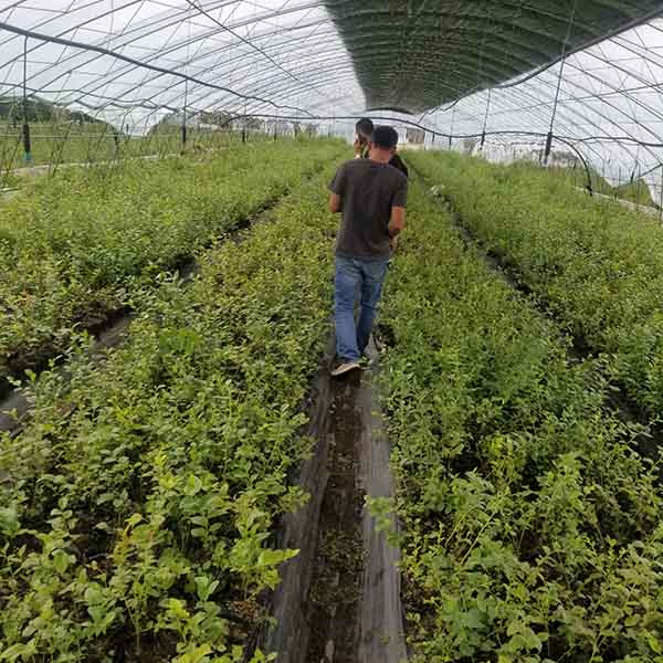 h5藍莓苗(圖3) h5藍莓苗(圖3)