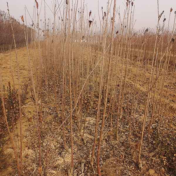 羅亞明櫻桃苗(圖3) 羅亞明櫻桃苗(圖3)