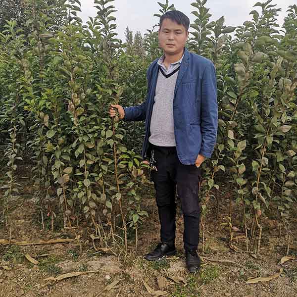 味厚李子(圖2) 味厚李子(圖2)