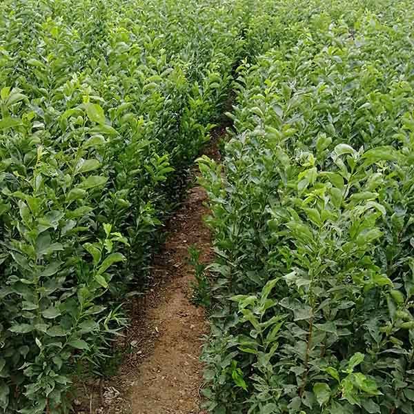 味厚李子(圖3) 味厚李子(圖3)