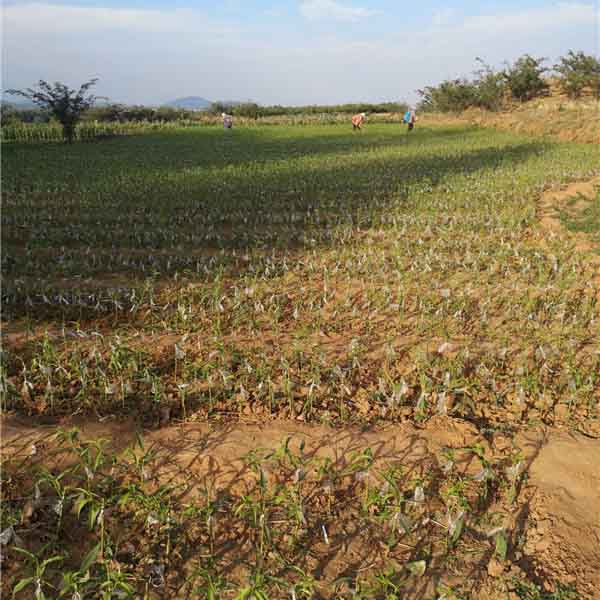 中油蟠七號桃(圖3) 中油蟠七號桃(圖3)