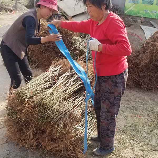 中油蟠七號桃(圖6) 中油蟠七號桃(圖6)