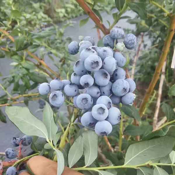 萊克西藍莓苗求購,萊克西藍莓樹苗哪里有賣