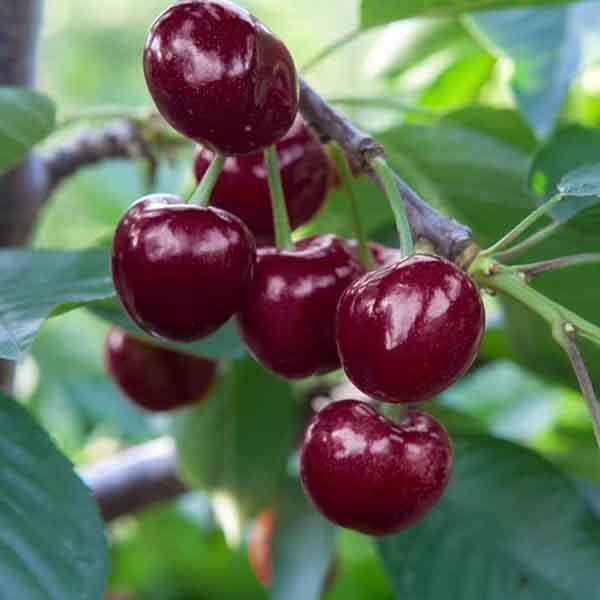 矮化魯櫻三號櫻桃苗哪里有賣？魯櫻3號櫻桃樹苗多少錢一顆