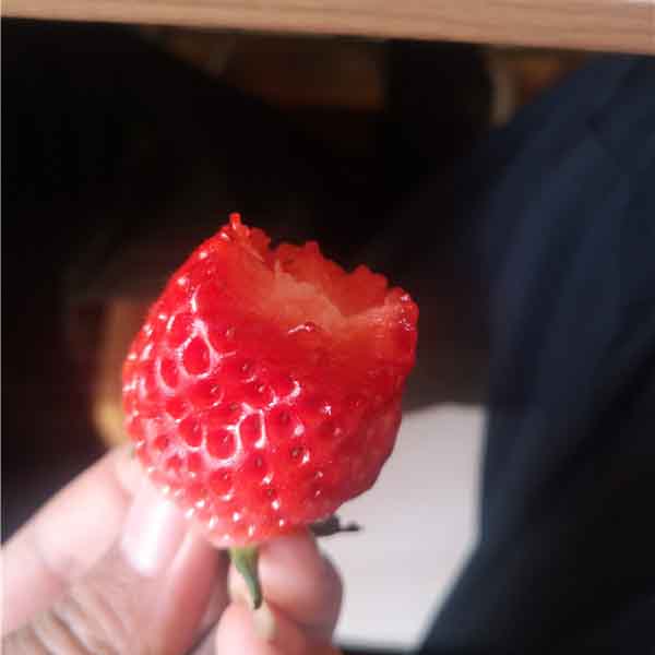 章姬草莓苗哪里有賣？甜寶草莓苗批發價格多少錢