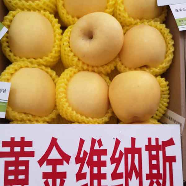 維納斯黃金蘋果苗哪里有，維納斯黃金蘋果苗多少錢一棵