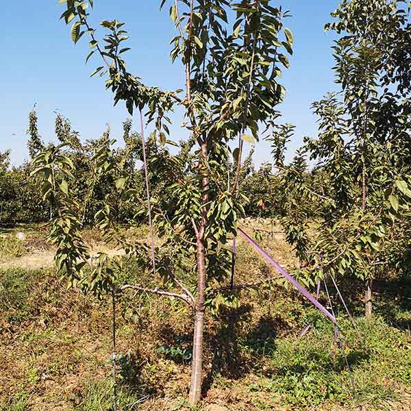 美早櫻桃苗的價格，哪里有美早櫻桃苗