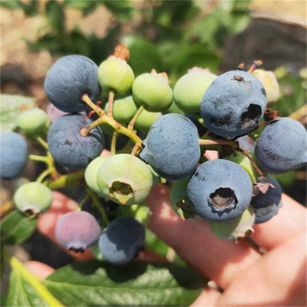 大果藍金藍莓